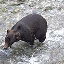 Canada - Fishing in BC