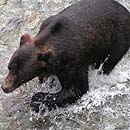 Canada - Fishing in BC