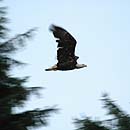 Canada - Fishing in BC