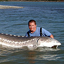 Canada - Sturgeons