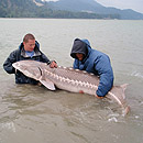 Canada - Sturgeons