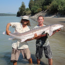 Canada - Sturgeons