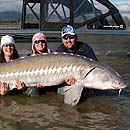 Canada - Sturgeons