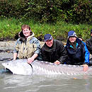 Canada - Sturgeons