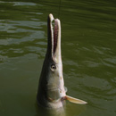 USA - Alligator Gar - Texas