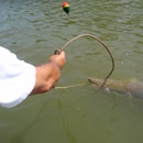 USA - Alligator Gar - Texas