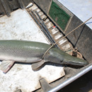 USA - Alligator Gar - Texas