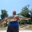 USA - Alligator Gar - Texas