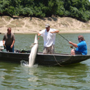 USA - Alligator Gar - Texas