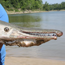 USA - Alligator Gar - Texas