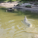 USA - Alligator Gar - Texas