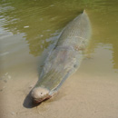 USA - Alligator Gar - Texas