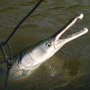 USA - Alligator Gar - Texas