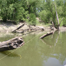 USA - Alligator Gar - Texas