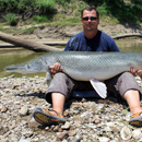 USA - Alligator Gar - Texas